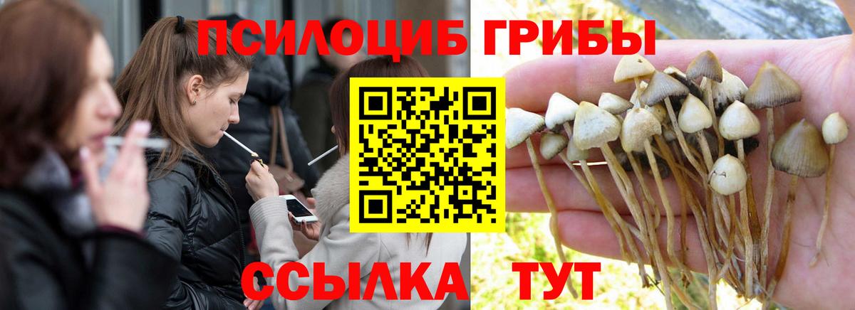 Канаш  Галлюциногенные грибы GOLDEN TEACHER  Псилоцибиновые грибы Psilocybine cubensis  Вход с VPN 